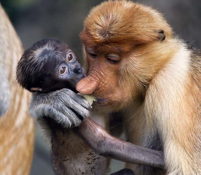 mother Proboscis Monkey and baby (image by Damon Ramsey)