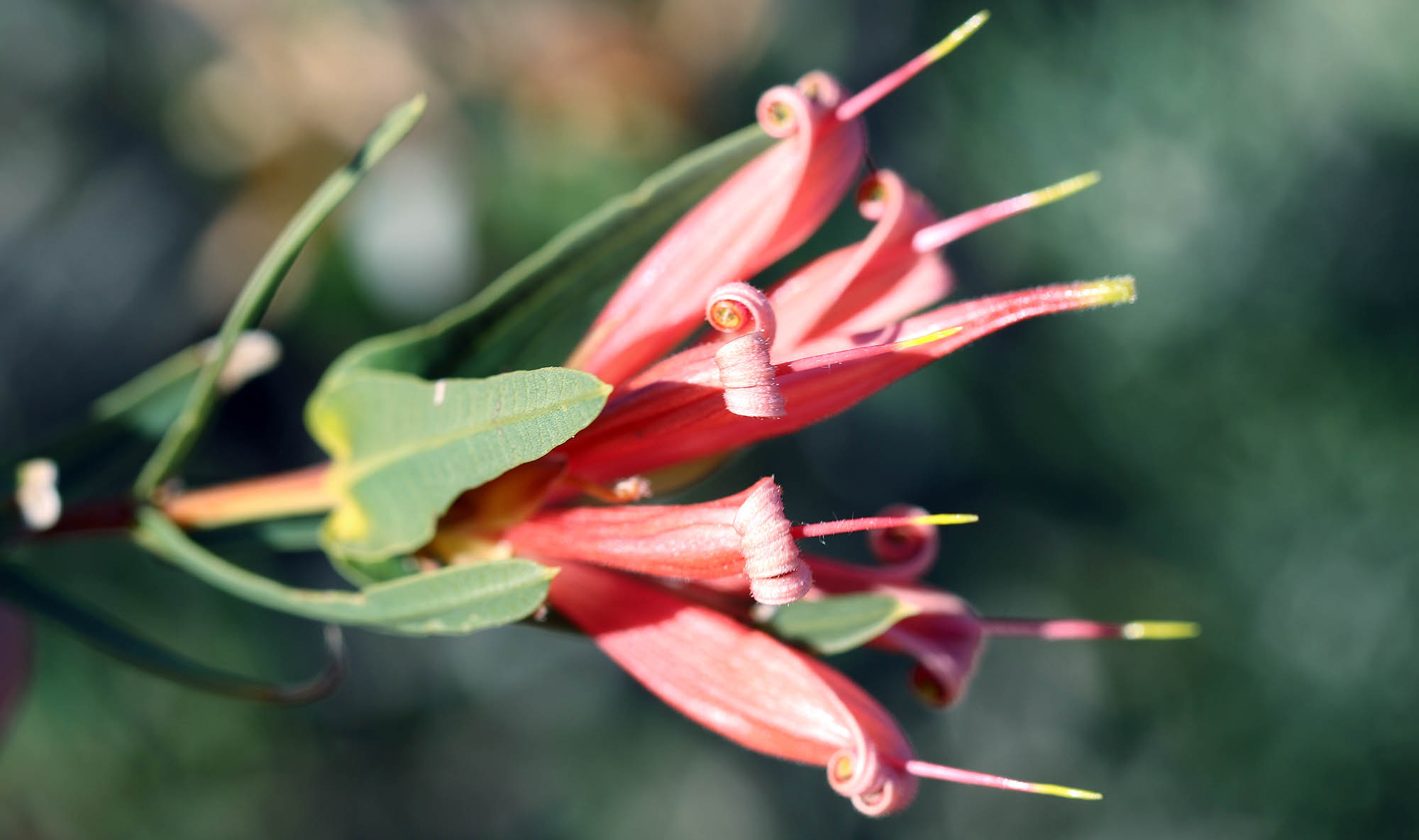 lambertia-multiflora-lesueur