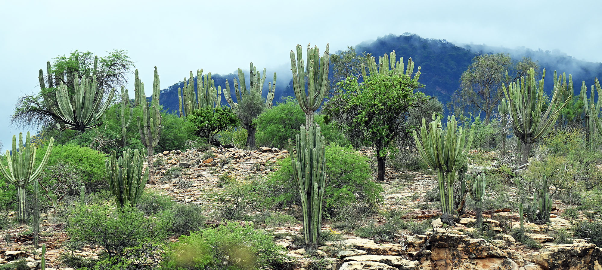 landscape-with-cactus-interandean-vallley