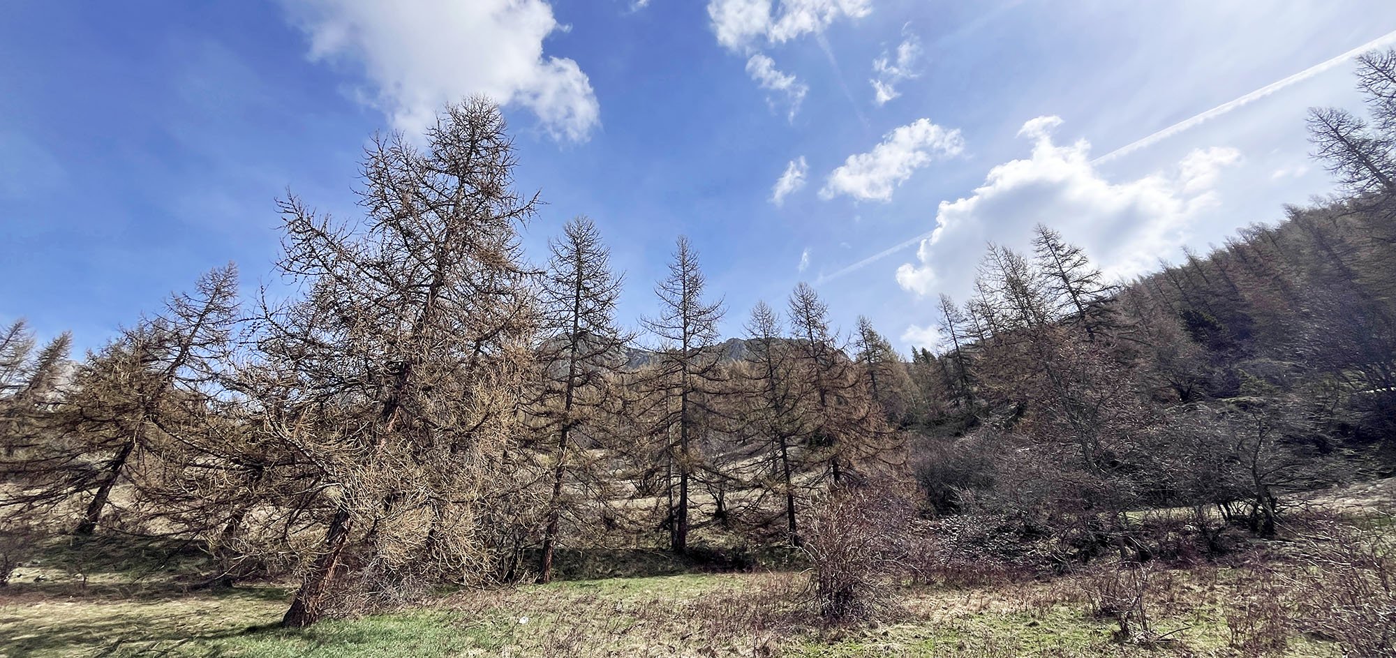 larix-tree-french-alps-