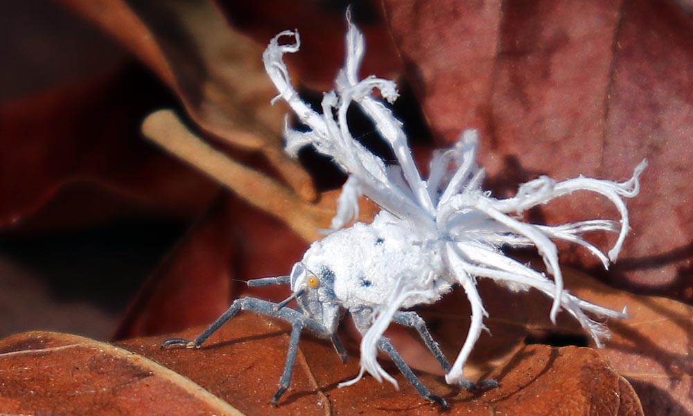 leaf-insect flatid