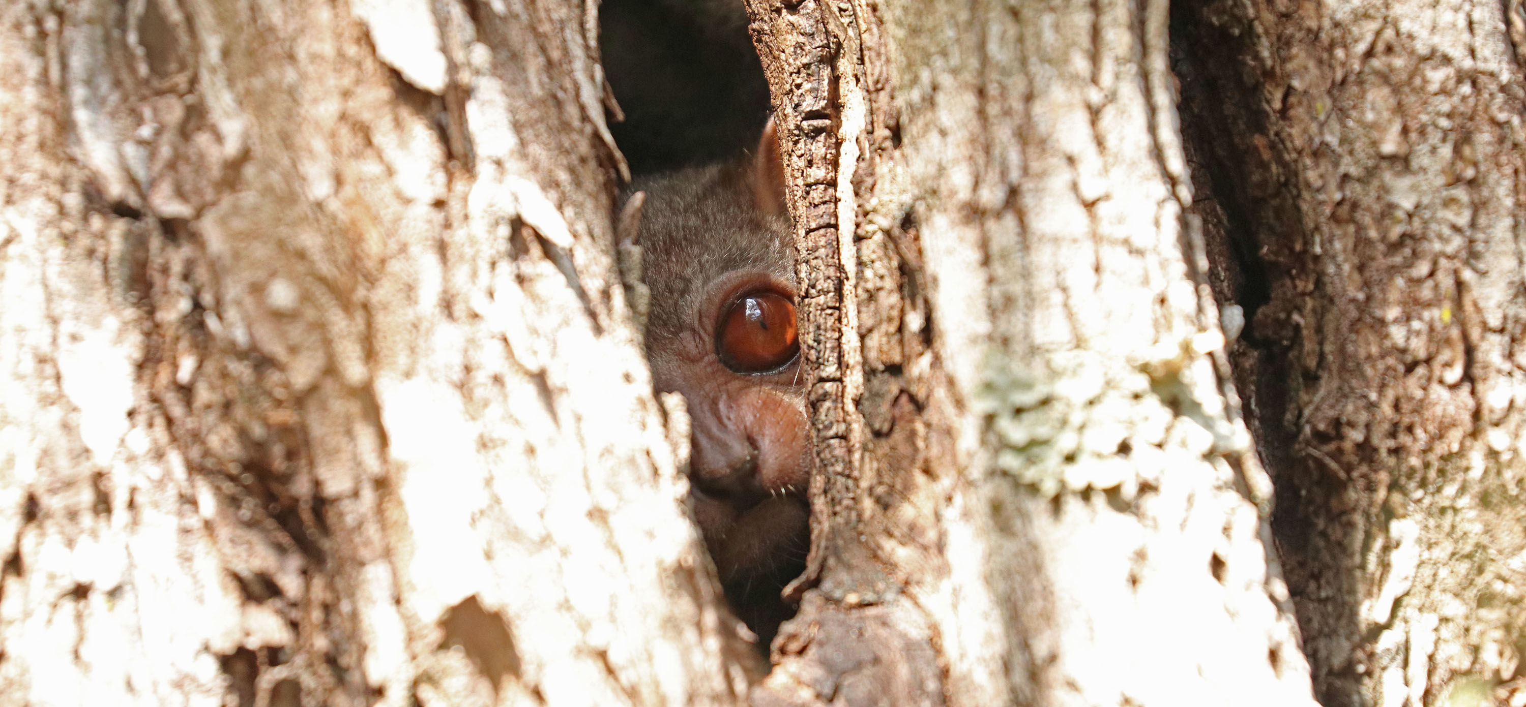 lemur-eye-madagascar