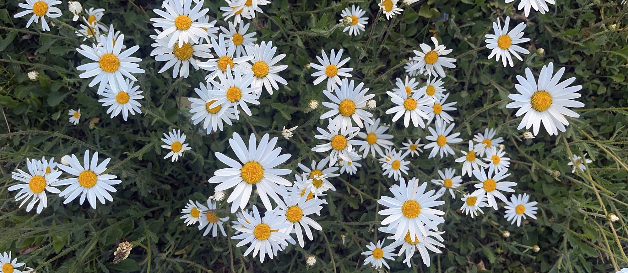 leucanthemum-vulgare-oxeye-daisy-2026-5-24-london-904FE420-1BED-441F-89AC-17536D4C1F27