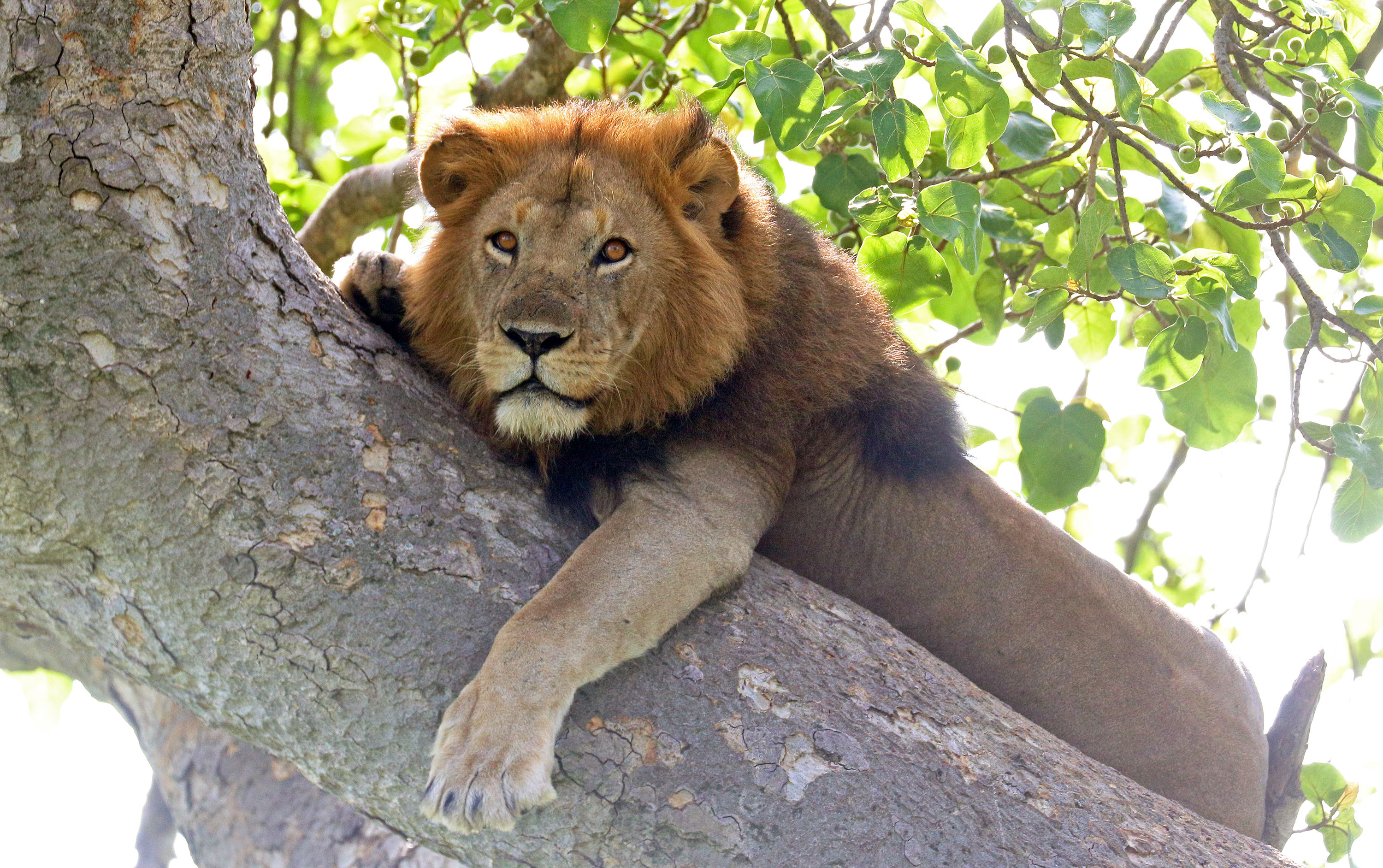 lion-awake-in-tree-Ishasha-uganda