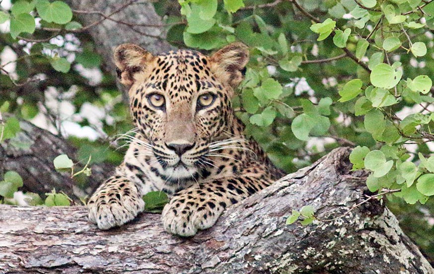 lunugam-leopard-single