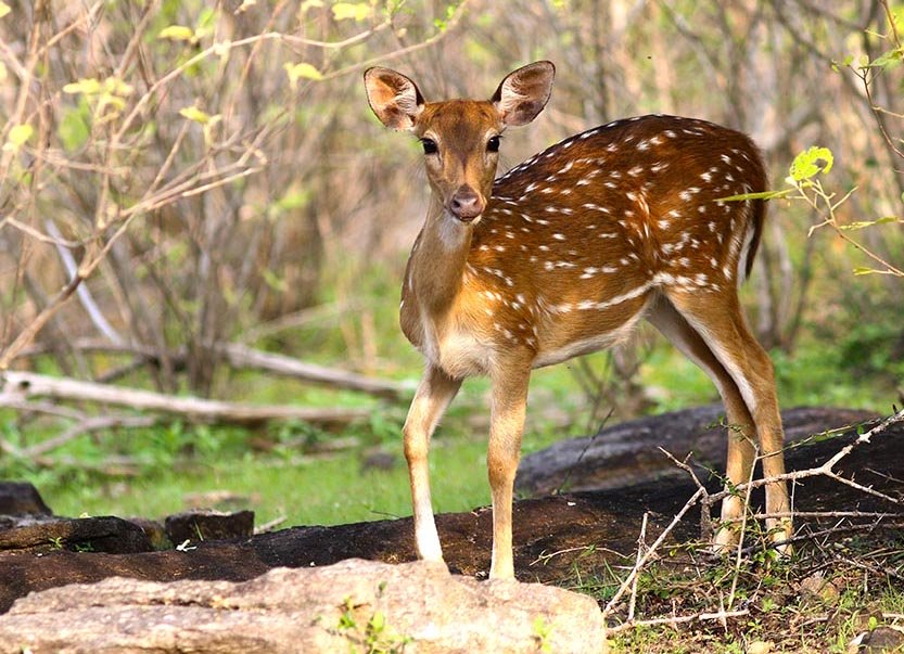 lunugamv-deer