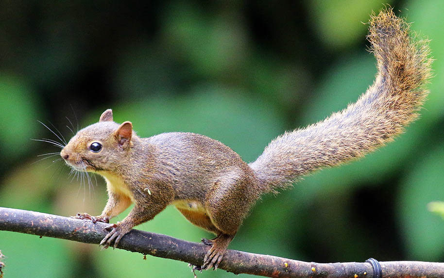 manu-paradise-red-squirrel