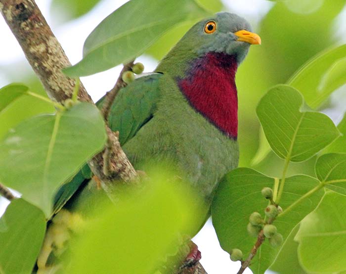 maravagi-claret-dove