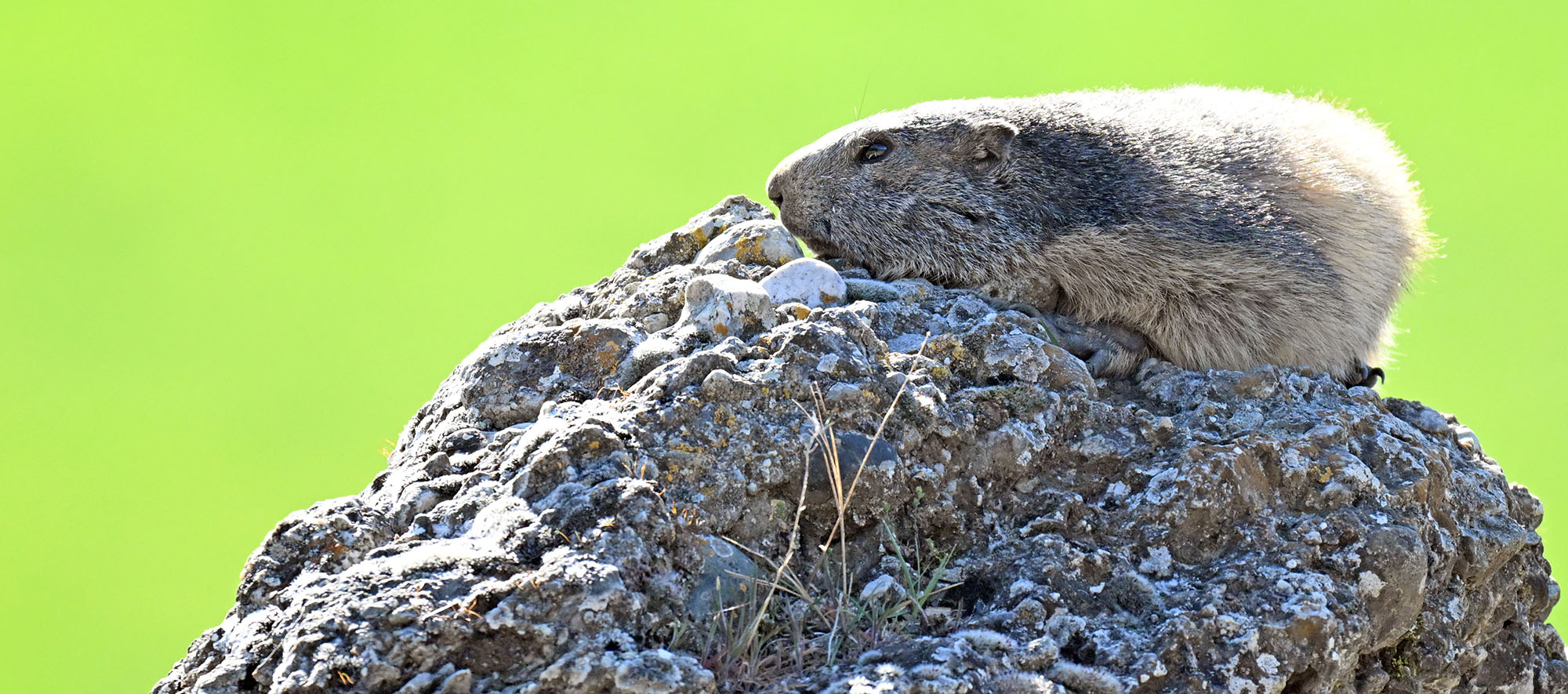 marmot-on-rock-french-alps- marmot-on-rock-french-alps-