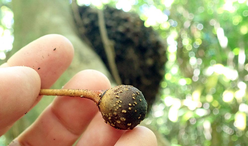 masoala-fig