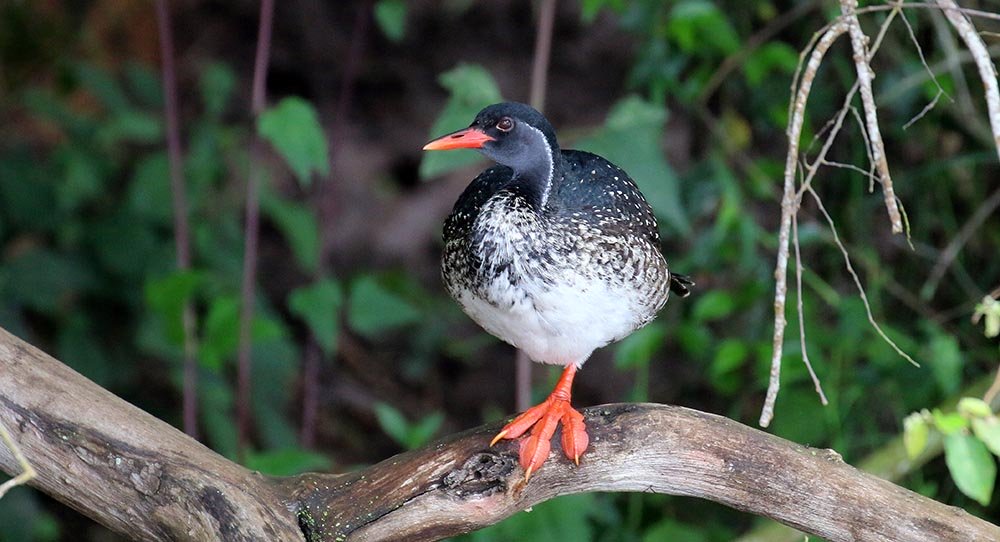 African Finfoot (image by Damon Ramsey)