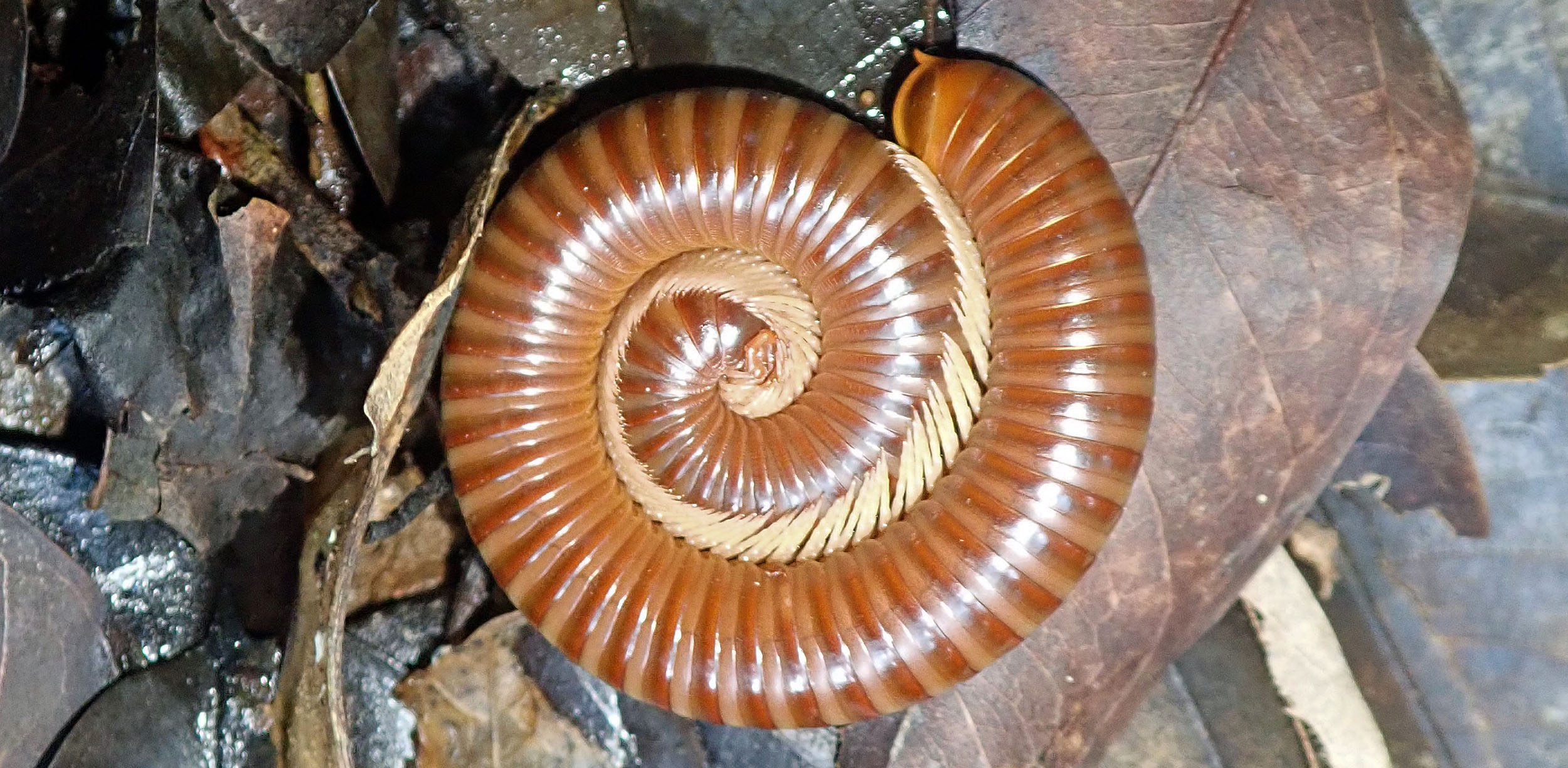 millipede-rolled-up-jahoo-cambodia