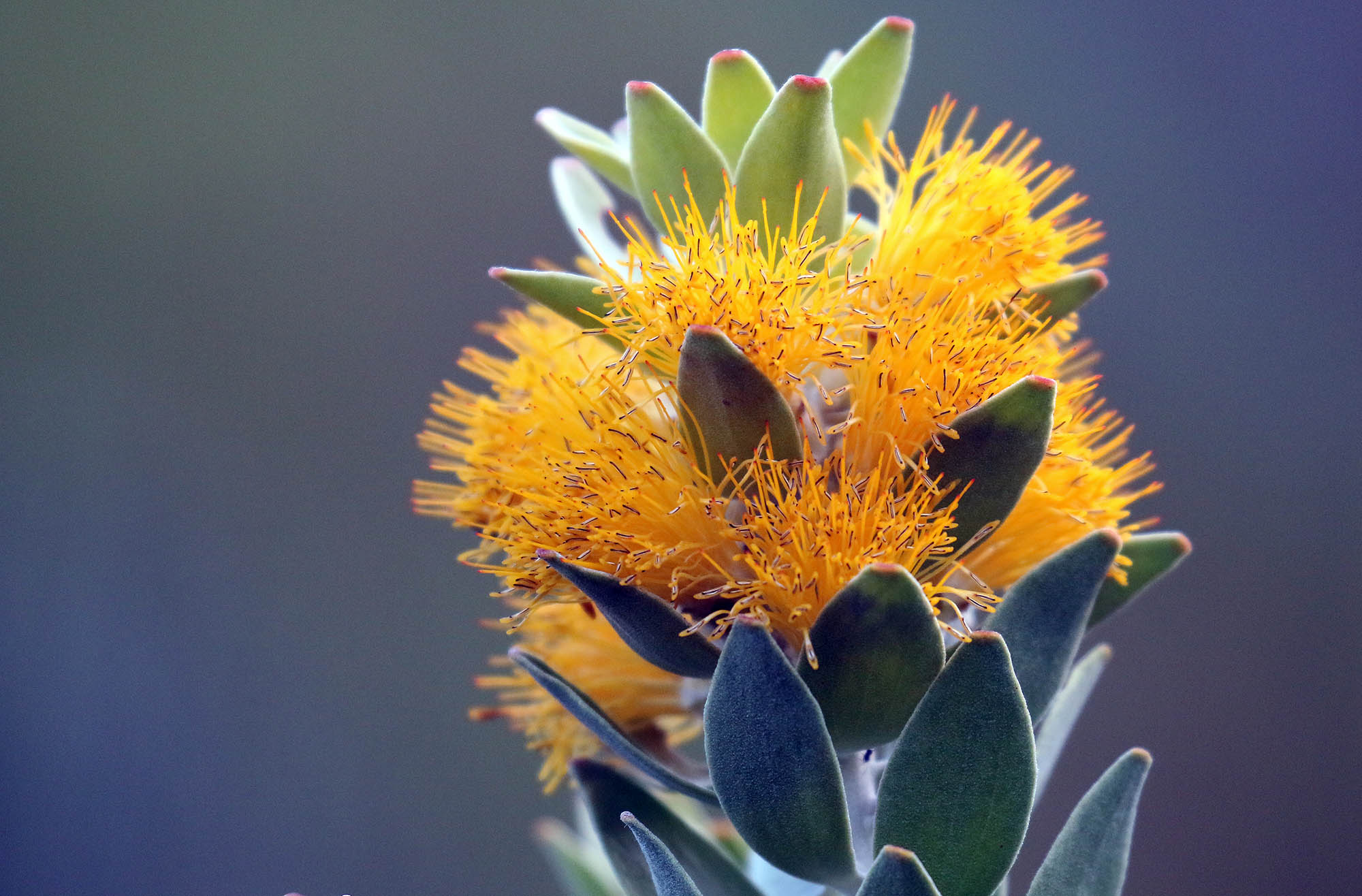 mimetes-chrysanthus-pagoda-golden-cape-town