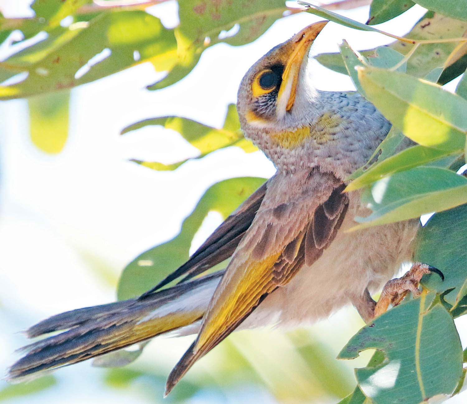 miner-yellow-throated-