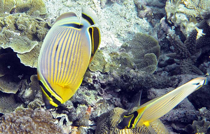 miyako-pair-butterflyfish
