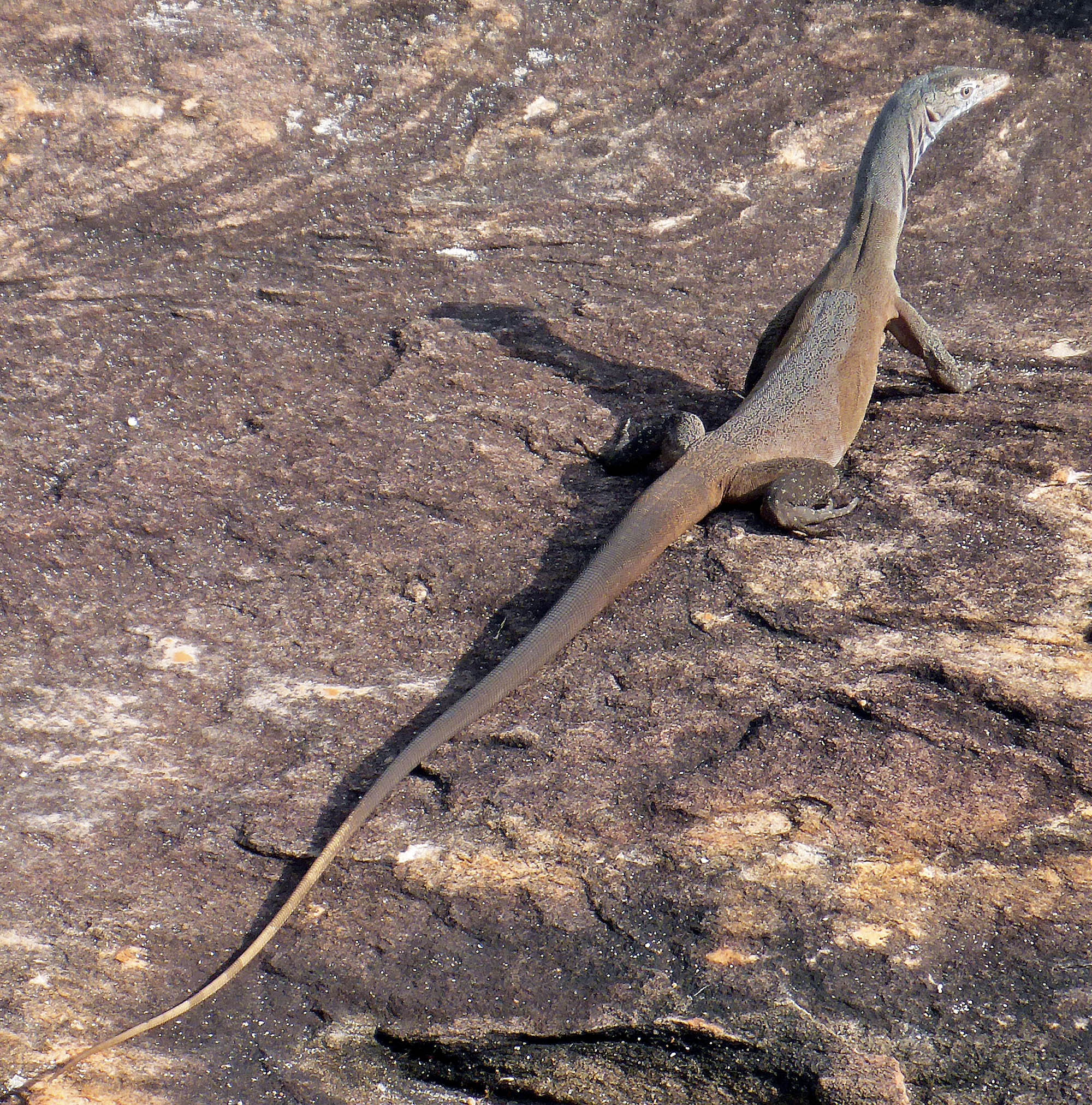 monitor-black-palmed-jar