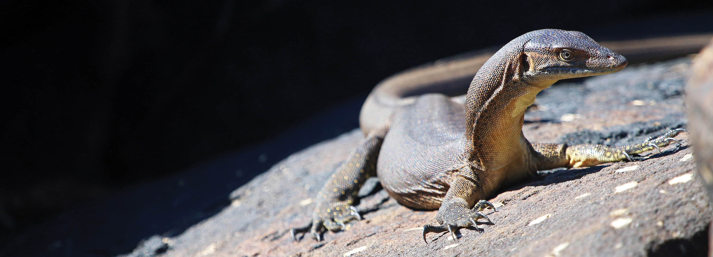 monitor-title monitor-title