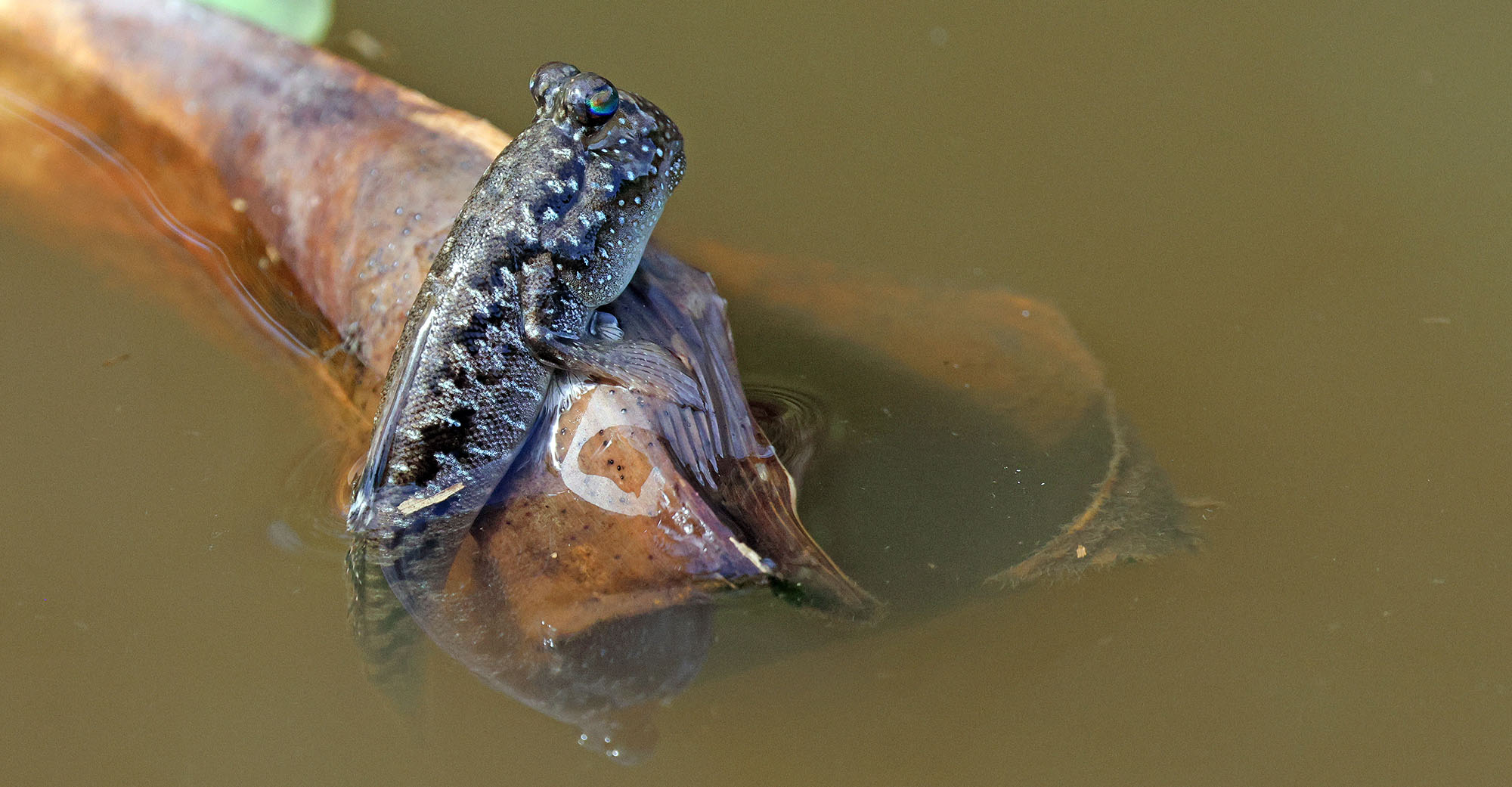 mudskipper-dei-dei-