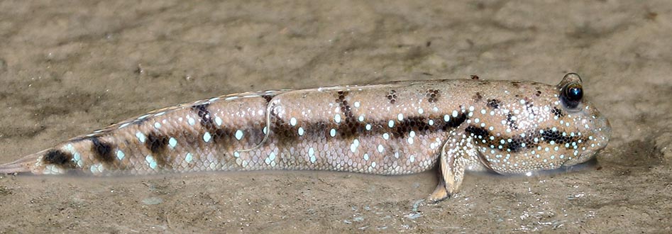 muskipper-sundarbans