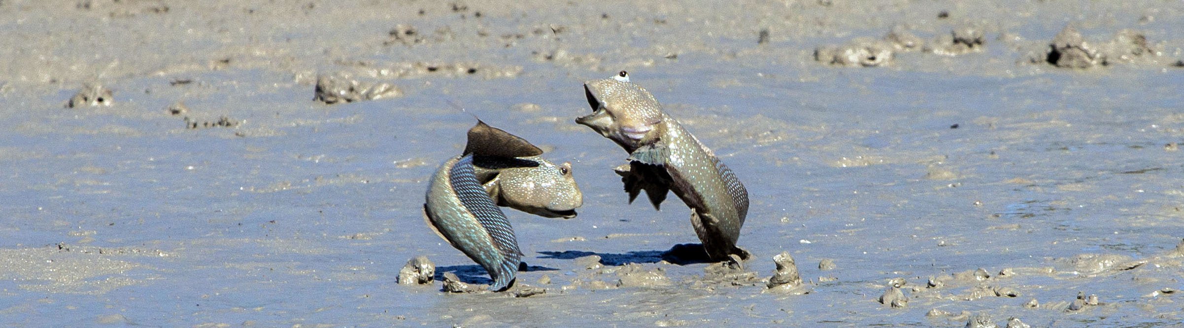mudskippers-fighting-kimberley-