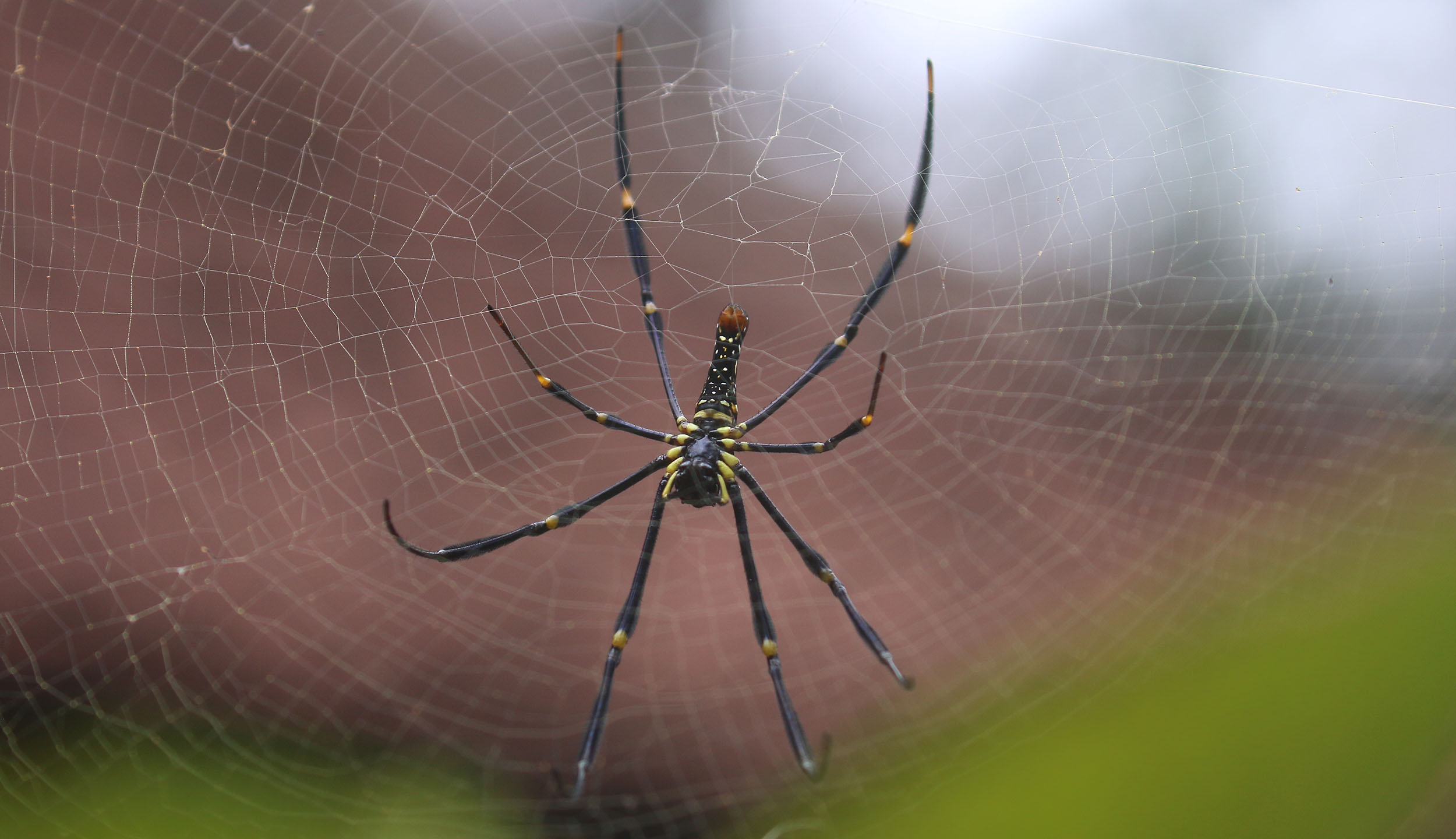 nephila-tenju-indonesia