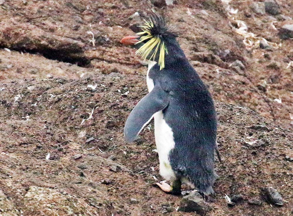 tristan-nightingale-penguin
