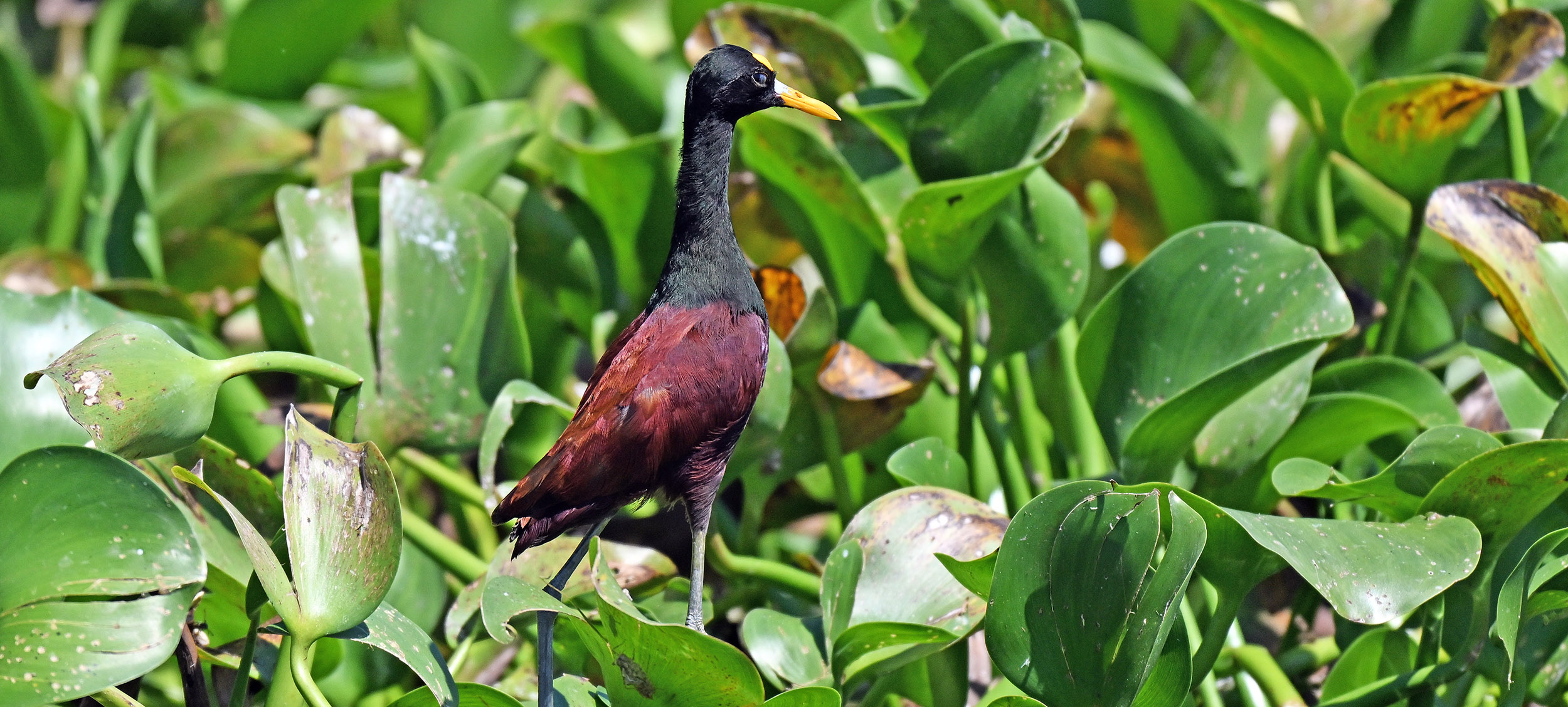 northern-jacana-el-salvador-