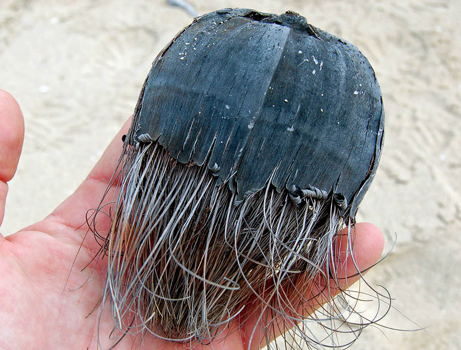 nypa-palm-fruit-in-hand