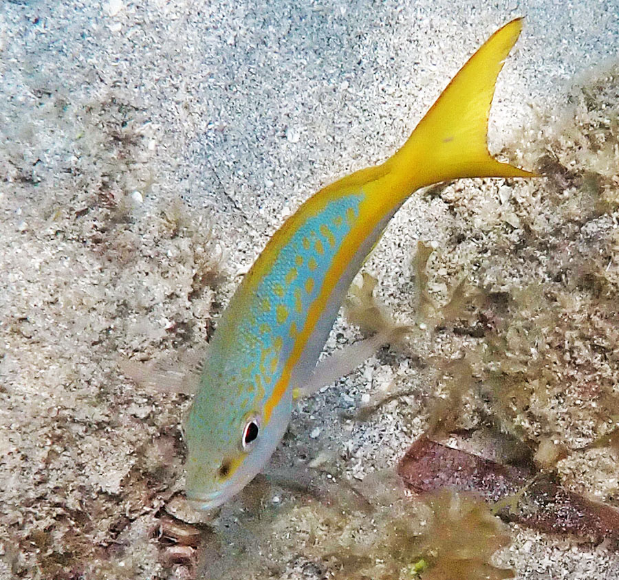 yellow-tailed-snapper-antigua