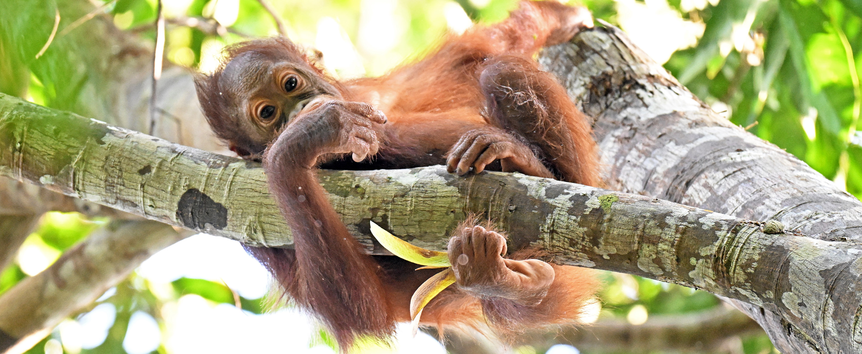 orangutan-with-dipterocarp-2026-8-15-sandakan-rainforest-centre-DSC_1309