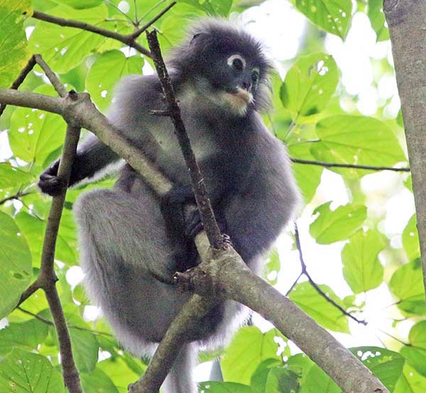 palaU-monkey