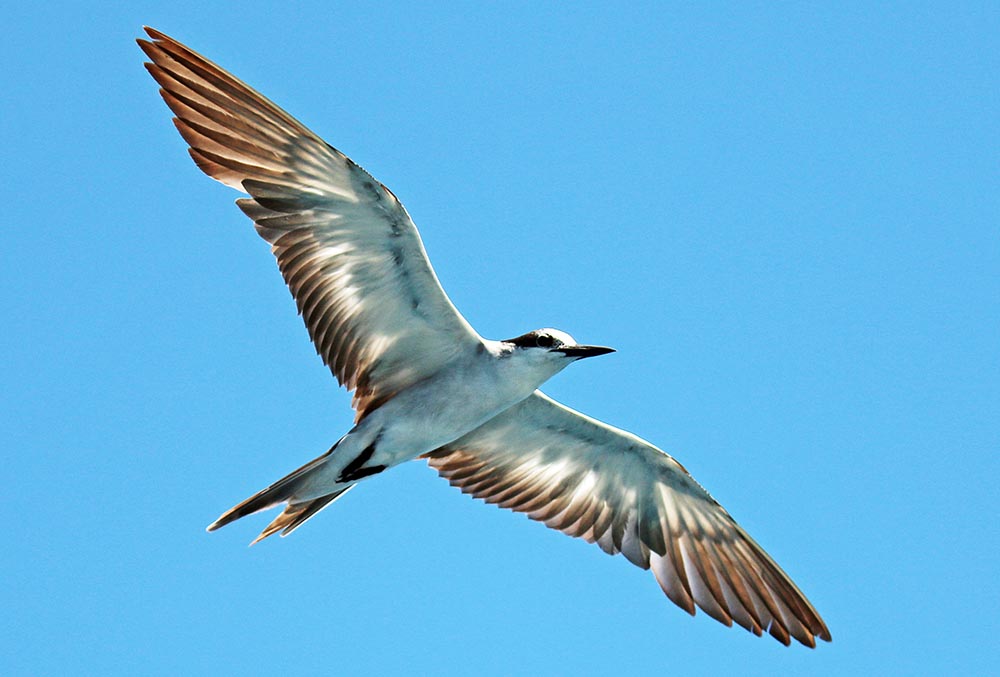 palau-tern-flight