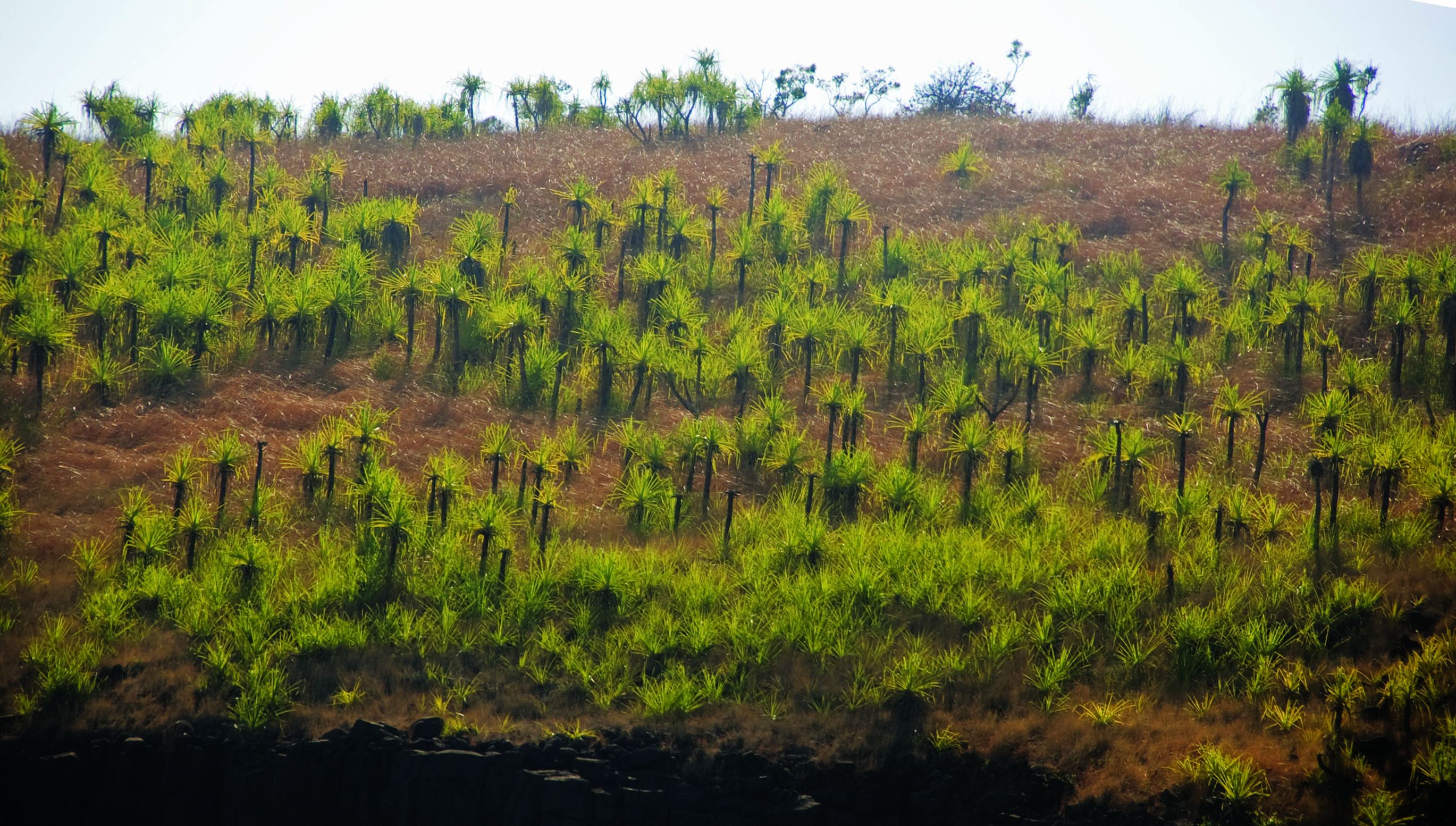 pandanus-woodland-kimberley