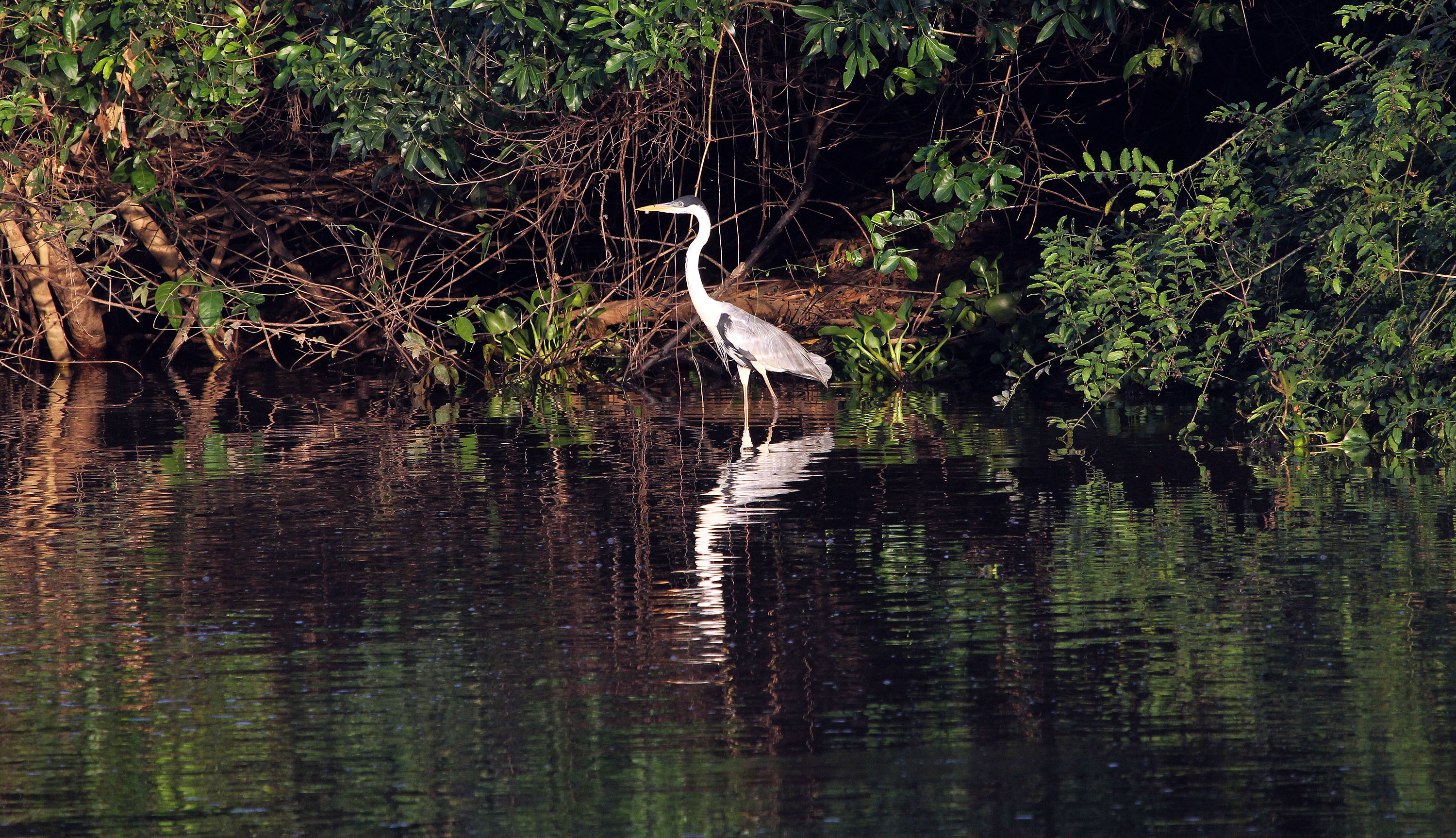 pantanal-heron