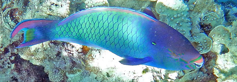 parrotfish-bali-barat