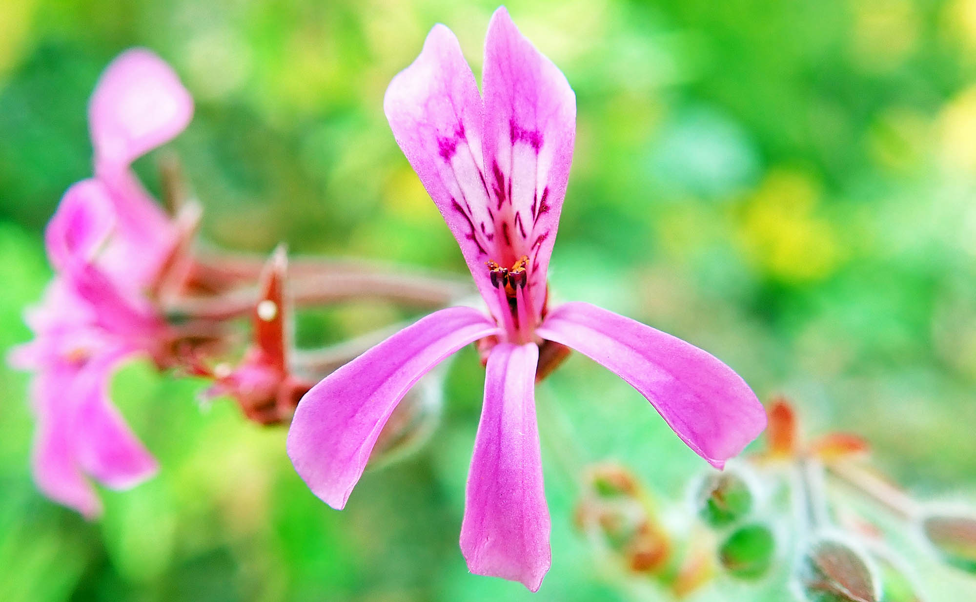 pelargonium-dark-pink-kirstenbosch
