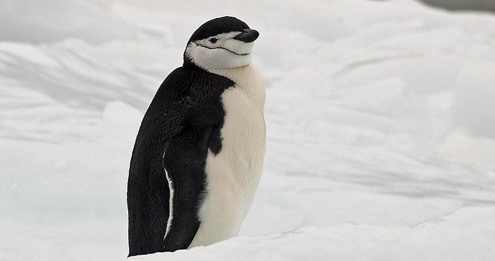 penguin-chinstrap