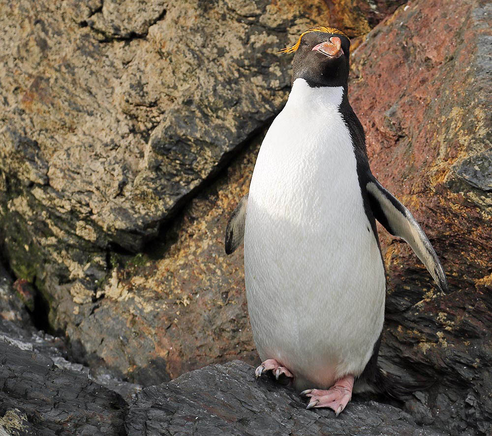 penguin-macaroni-fortuna-bay