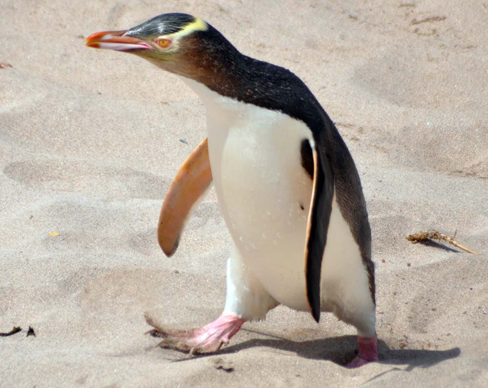 Yellow-eyed Penguin walking on sand (image by Damon Ramsey)
