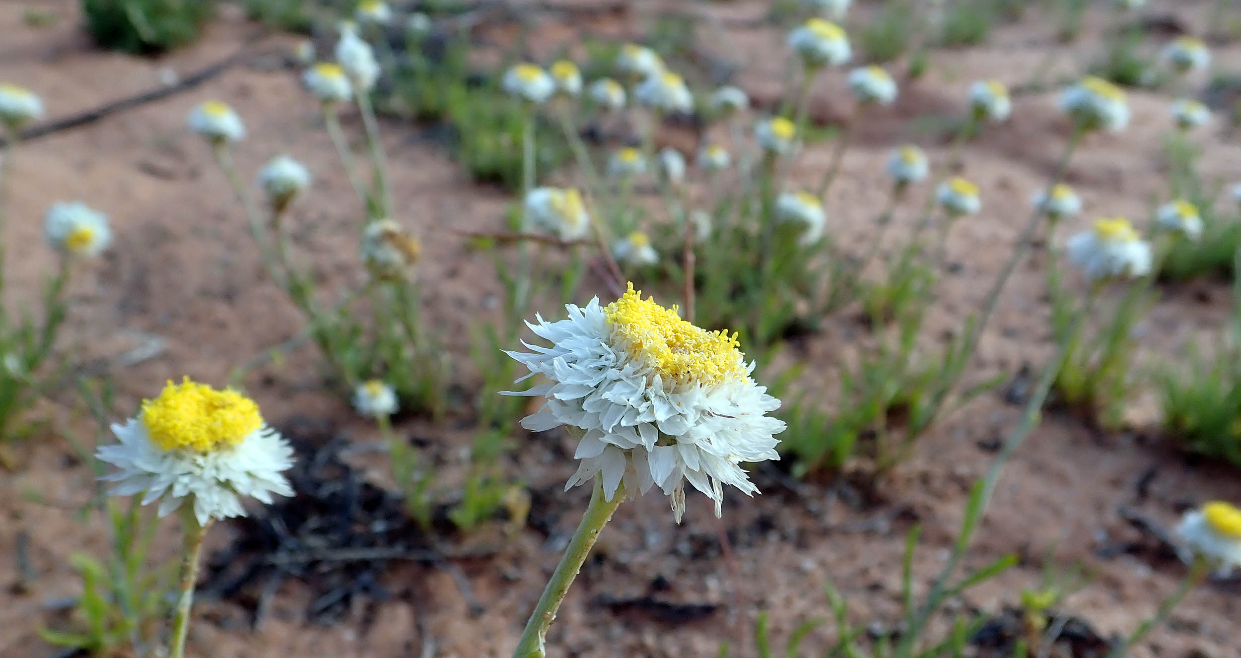 polycalymma-stuartii-daisy-poached-egg-SA