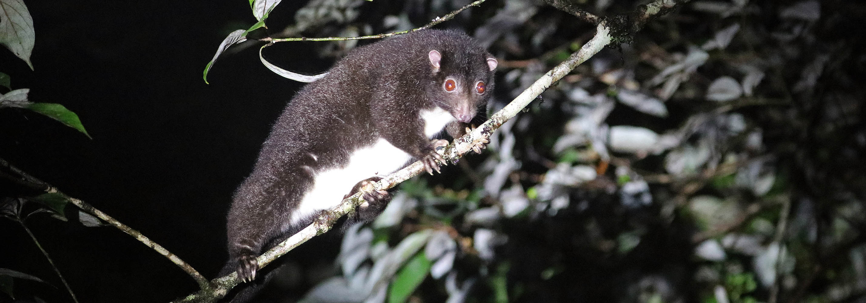 possum-herbert-ringtail-possum-valley