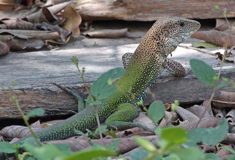 pousa-alegre-amazon-racerunner