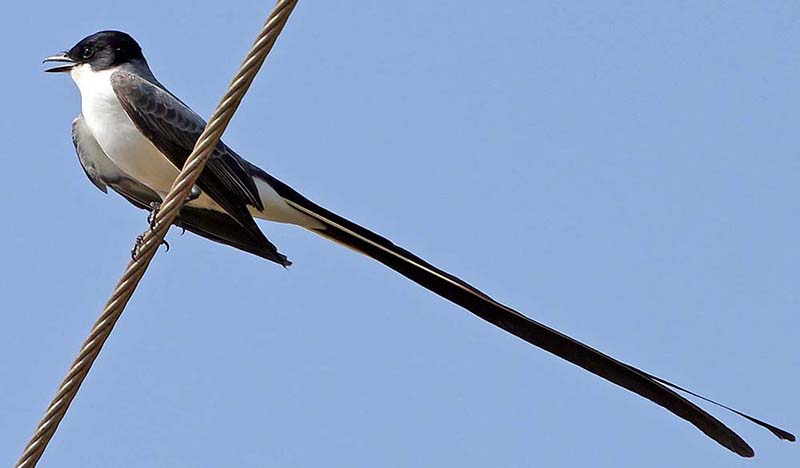 pousa-aegre-fork-tailed-flycatchers