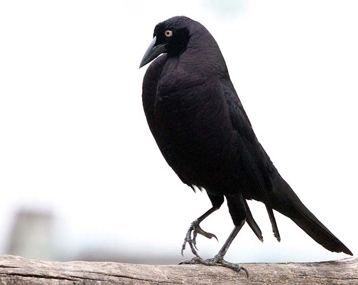 pousa-alegre-giant-cowbirds