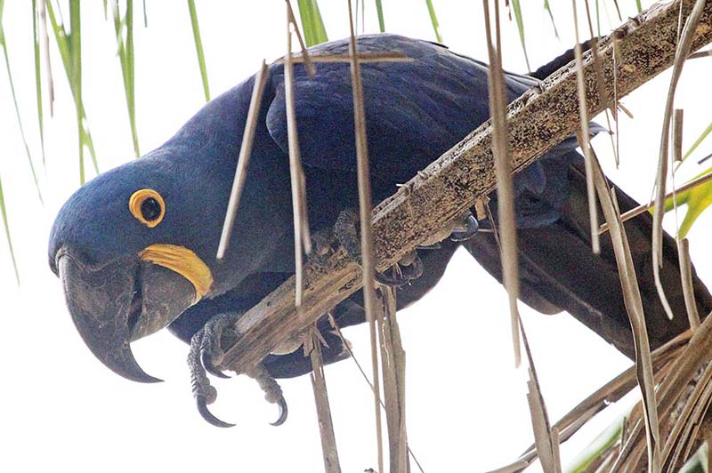 pousa-alegre-macaw