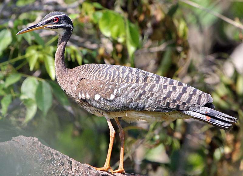 pousa-alegre-sun-bittern