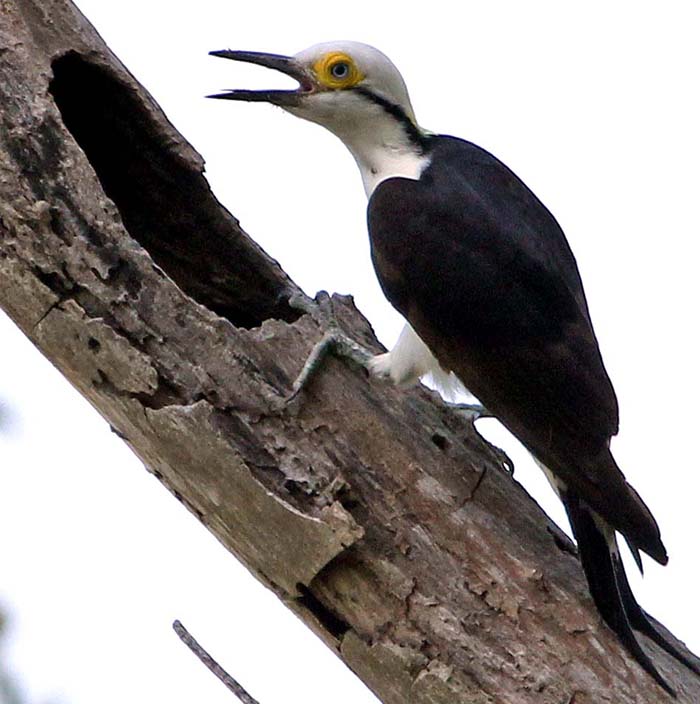 pousa-alegre-white-woodpecker