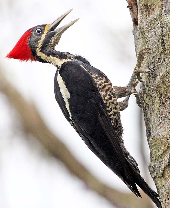 pousa-alegre-woodpecker