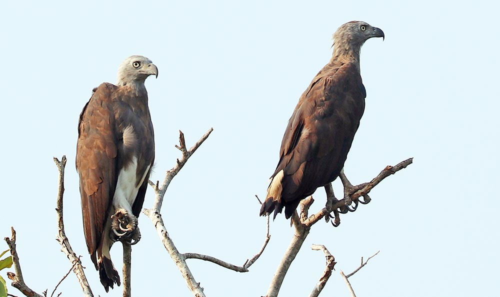 prek-toal-grey-headed-fish-eagle