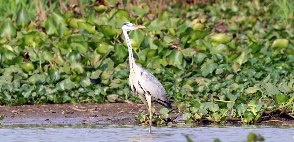 prek-toal-grey-heron